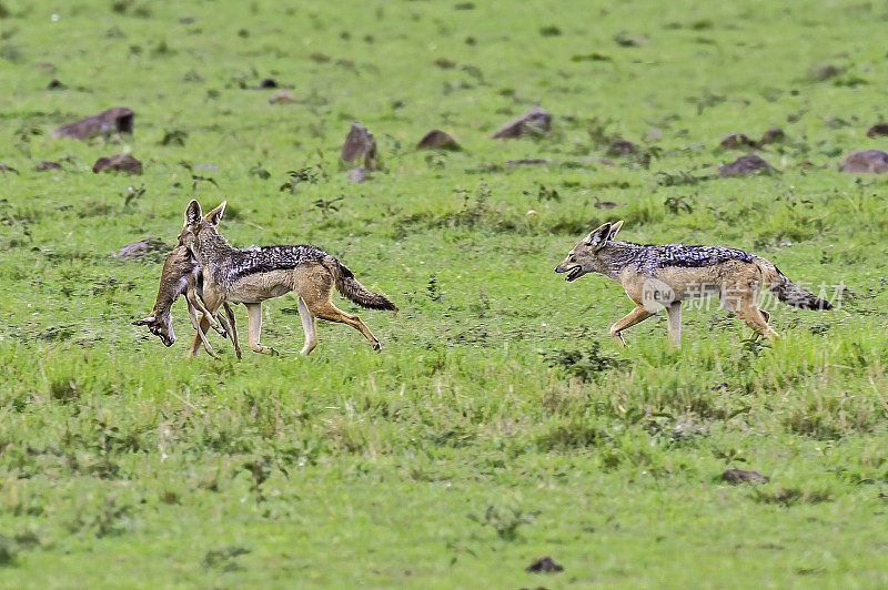 黑背豺狼(Canis mesomelas)，又称银背豺狼或红背豺狼，是豺狼的一种。肯尼亚马赛马拉国家保护区。猎捕一只小汤姆逊瞪羚。